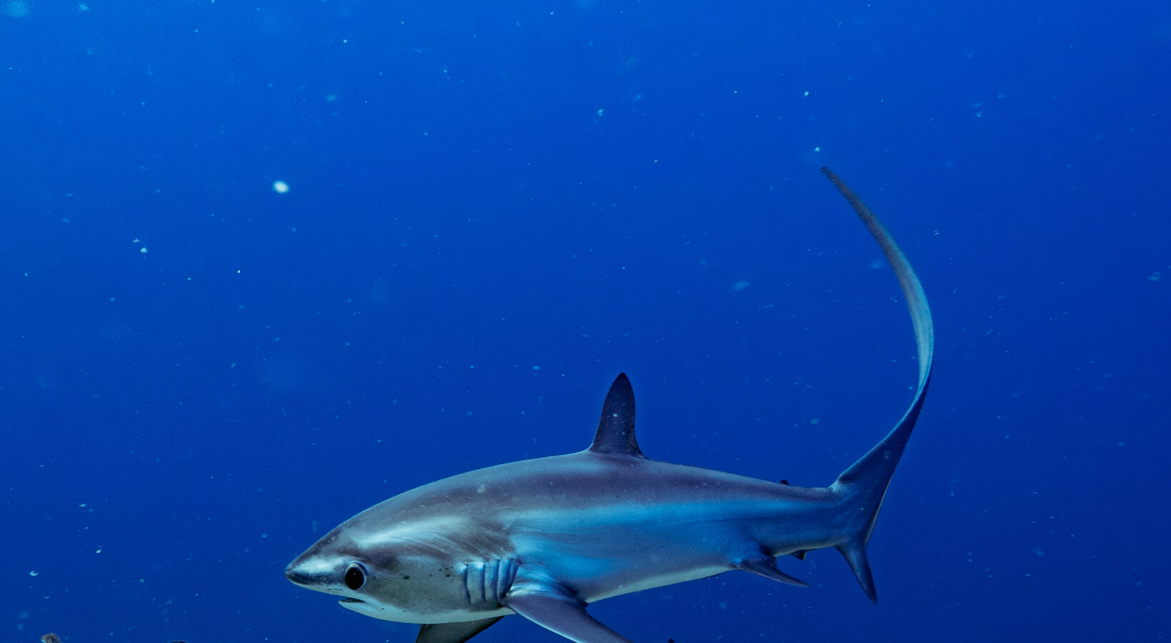 Ein Pazifischer Fuchshai mit blauem Rücken, den langen Schwanz sichelförmig aufgerichtet, schwimmt im Blauwasser über einem Grund aus Algen