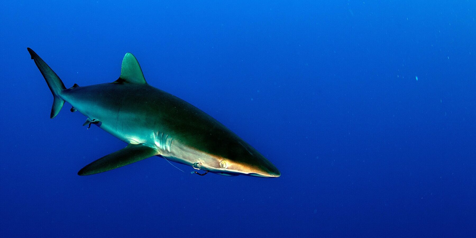 Ein Seidenhai mit bronzefarbenem Rücken und langen Brustflossen schwimmt nach rechts durch tiefblaues Wasser, ohne sichtbaren Grund