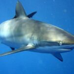 Ein Seidenhai im Blauwasser, schräg von vorn gesehen, der Rücken mit bronze- und goldfarbenem Schimmer, der Bauch weiß, die Schnauze lang und abgerundet, das Auge rund, die Kiemenspalten und eine lange, schmale Brustflosse