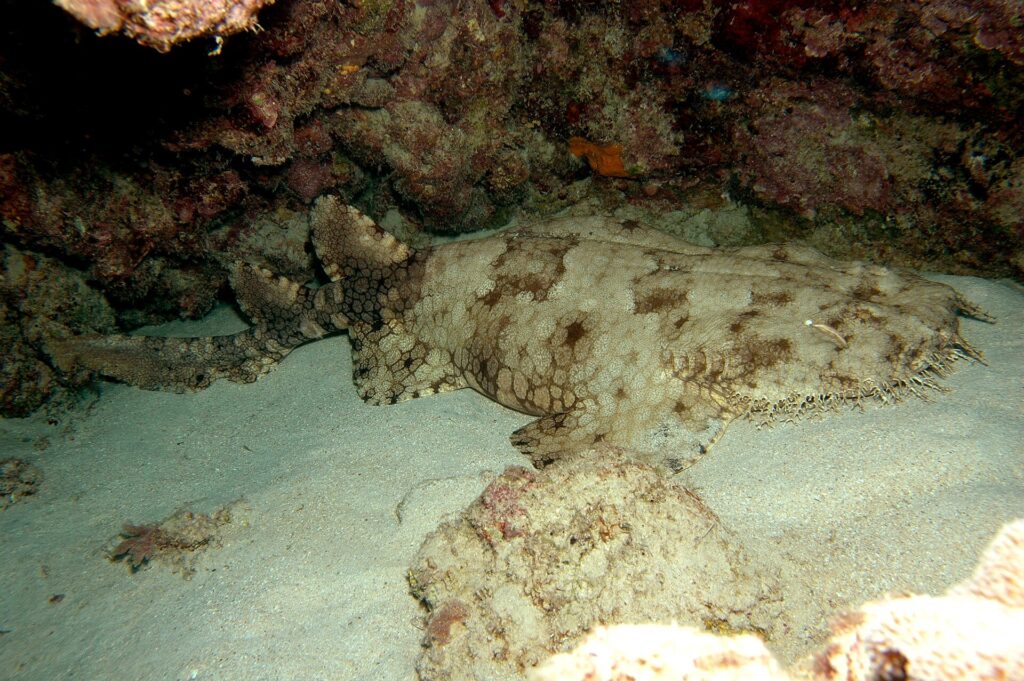 Ein ganzer Fransen-Teppichhai liegt auf dem Sand einer Höhle, der breite, befranste Kopf rechts, die abgerundeten Brustflossen, der Körper, der sich hinter den Bauchflossen verjüngt, zwei weit hinten sitzende Rückenflossen und ein kurzer Schwanz, beige mit braunen Flecken