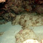 Ein ganzer Fransen-Teppichhai liegt auf dem Sand einer Höhle, der breite, befranste Kopf rechts, die abgerundeten Brustflossen, der Körper, der sich hinter den Bauchflossen verjüngt, zwei weit hinten sitzende Rückenflossen und ein kurzer Schwanz, beige mit braunen Flecken
