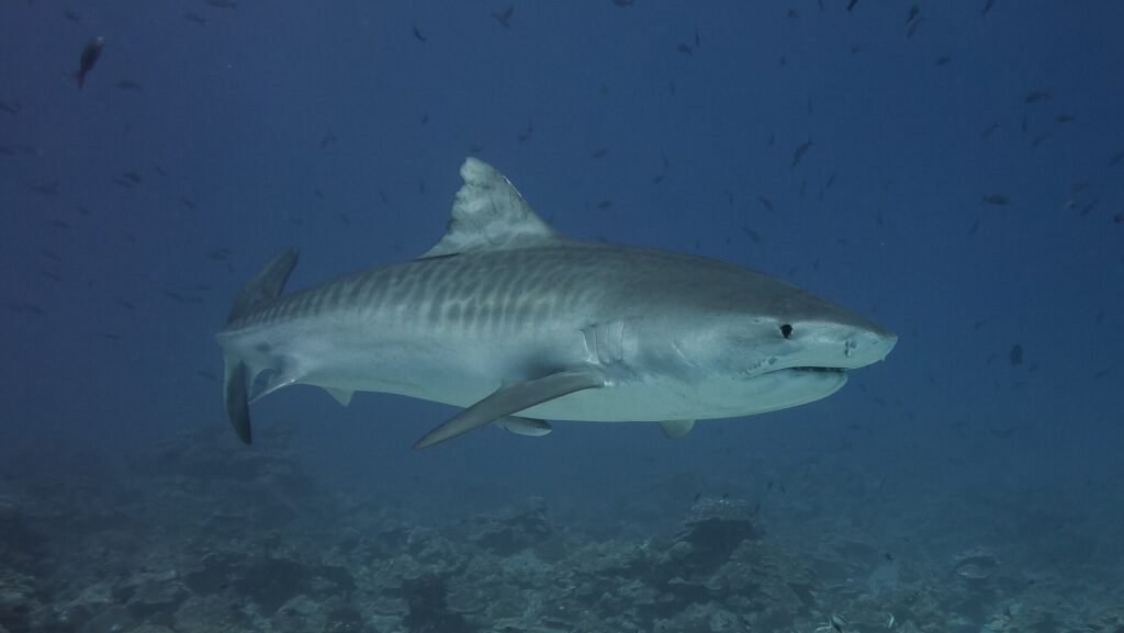 Ein Tigerhai schwimmt im Profil nach rechts über einen Riffgrund, die graue Flanke mit verblassten dunklen Streifen, weißer Bauch und ein Schiffshalter unter der Brustflosse, in blauem Wasser mit kleinen Fischen.