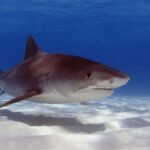 Ein großer Tigerhai schräg von vorn über geriffeltem weißem Sand, der braune Rücken fast einfarbig, die Streifen zum Schwanz hin kaum sichtbar, die kurze, eckige Schnauze, das große Auge und das breite Maul, der Bauch weiß