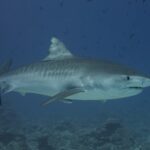 Ein Tigerhai im Profil über einem Riff, der graue Rücken mit dunklen senkrechten Streifen an den Flanken, der massige Kopf mit kurzer, eckiger Schnauze, das schwarze Auge, ein Schiffshalter unter dem Bauch, ringsum Fische