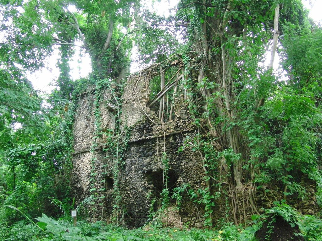 Die Mauern aus Korallenstein eines verfallenen Hauses, überwuchert von den Wurzeln einer Feige und von Pflanzen, auf der Insel Chole