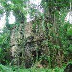 Die Mauern aus Korallenstein eines verfallenen Hauses, überwuchert von den Wurzeln einer Feige und von Pflanzen, auf der Insel Chole