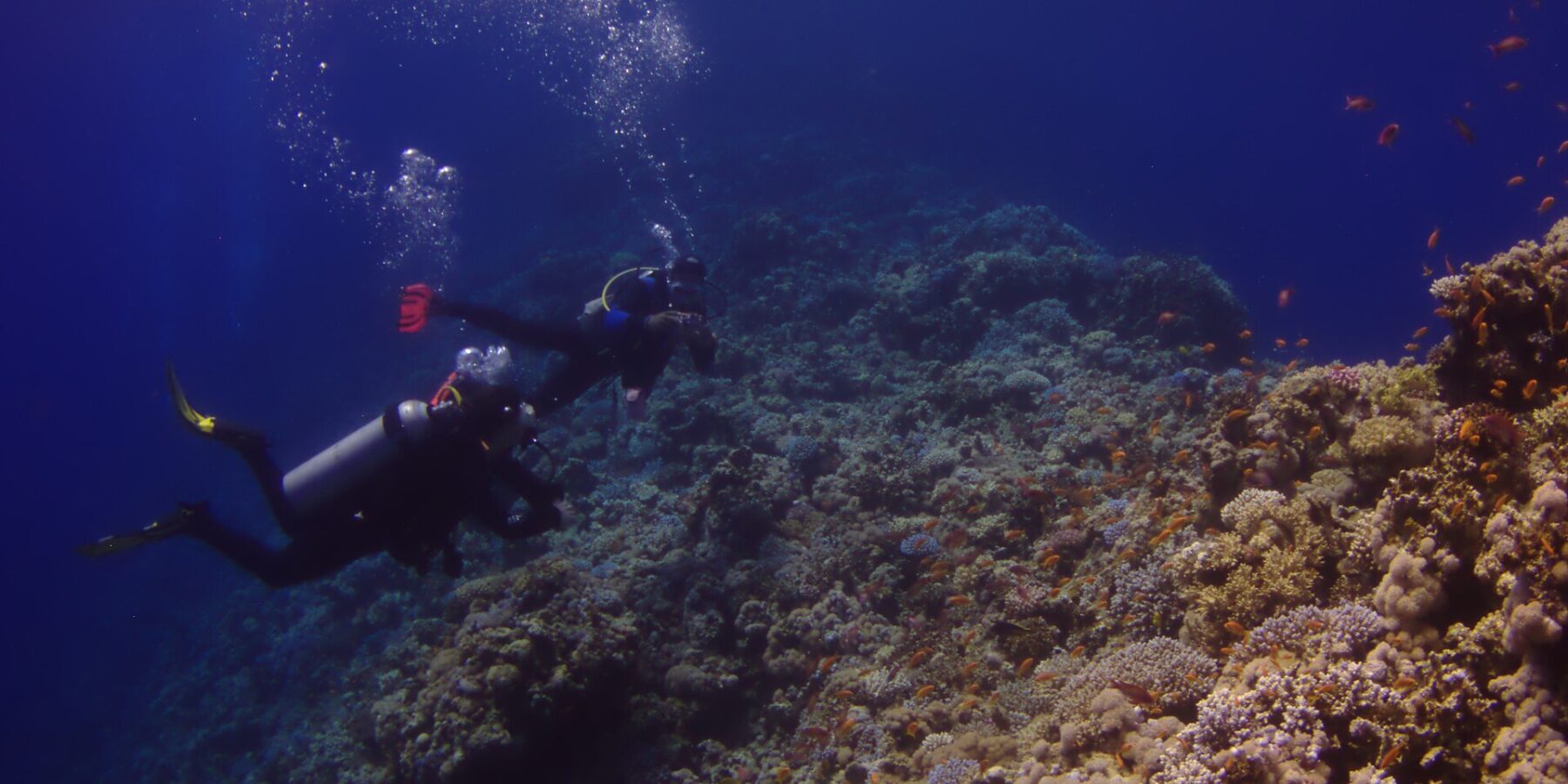 Zwei Taucher folgen der Außenwand des Blue Hole, bewachsen mit Hartkorallen und Fahnenbarschen, links das tiefe Blau