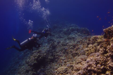 Zwei Taucher folgen der Außenwand des Blue Hole, bewachsen mit Hartkorallen und Fahnenbarschen, links das tiefe Blau