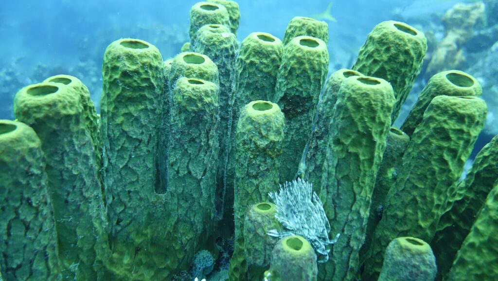 Ein kleiner weißer Fächerwurm entfaltet seine Krone am Fuß großer grün-gelber Röhrenschwämme, in blauem Wasser
