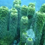 Ein kleiner weißer Fächerwurm entfaltet seine Krone am Fuß großer grün-gelber Röhrenschwämme, in blauem Wasser