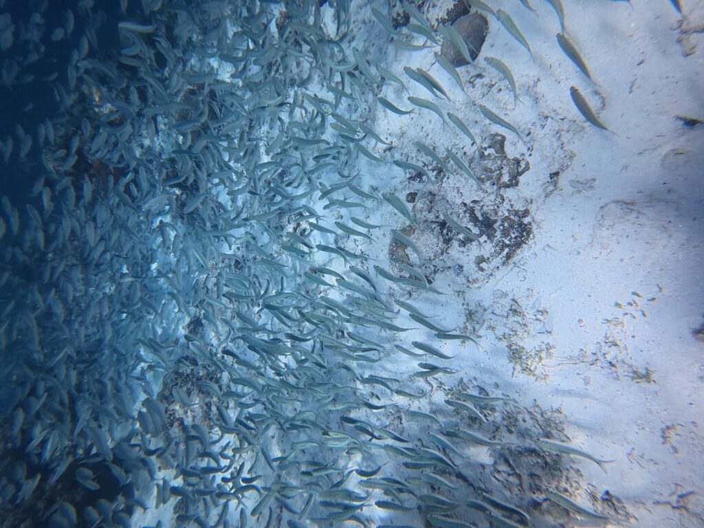Ein dichter Schwarm silbriger Sardinen streift über einen sehr hellen Sandgrund mit dunklen Felsen, links ist die Masse der Fische am dichtesten, im Blau.