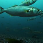 Ein Schwarm Blaubarsche schwimmt über einem Grund aus Kies und Muschelschalen; im Vordergrund ein großes Tier im Profil nach rechts: graugrüner Rücken, silberne Flanken, gelbes Auge, großes Maul mit vorstehendem Unterkiefer, gelbliche Brustflossen und breite Gabelschwanzflosse.