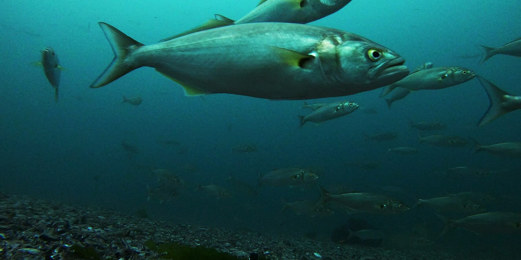 Ein Schwarm Blaubarsche schwimmt über einem Grund aus Kies und Muschelschalen; im Vordergrund ein großes Tier im Profil nach rechts: graugrüner Rücken, silberne Flanken, gelbes Auge, großes Maul mit vorstehendem Unterkiefer, gelbliche Brustflossen und breite Gabelschwanzflosse.
