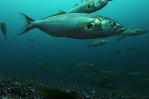Ein Schwarm Blaubarsche schwimmt über einem Grund aus Kies und Muschelschalen; im Vordergrund ein großes Tier im Profil nach rechts: graugrüner Rücken, silberne Flanken, gelbes Auge, großes Maul mit vorstehendem Unterkiefer, gelbliche Brustflossen und breite Gabelschwanzflosse.