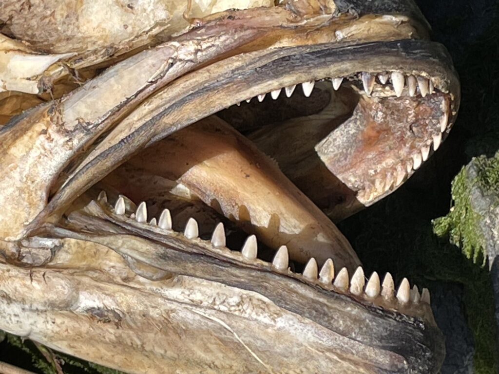 Nahaufnahme des geöffneten Mauls eines toten, getrockneten Blaubarschs: in jedem Kiefer eine einzige Reihe dreieckiger, spitzer und gleichmäßiger Zähne.