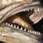 Nahaufnahme des geöffneten Mauls eines toten, getrockneten Blaubarschs: in jedem Kiefer eine einzige Reihe dreieckiger, spitzer und gleichmäßiger Zähne.