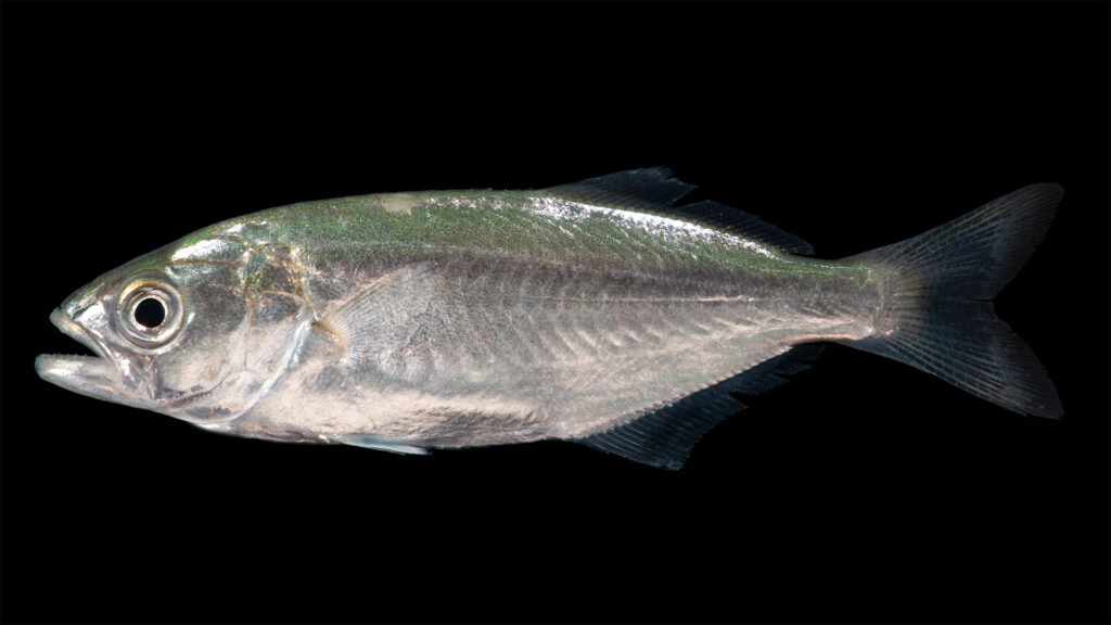 Ein Blaubarsch im Profil vor schwarzem Hintergrund, der Kopf links: schillernd grünblauer Rücken, der zu silbernen Flanken verblasst, großes Auge, vorstehender Unterkiefer, kurze, stachelige erste Rückenflosse, gefolgt von einer längeren zweiten, dunkle Gabelschwanzflosse.