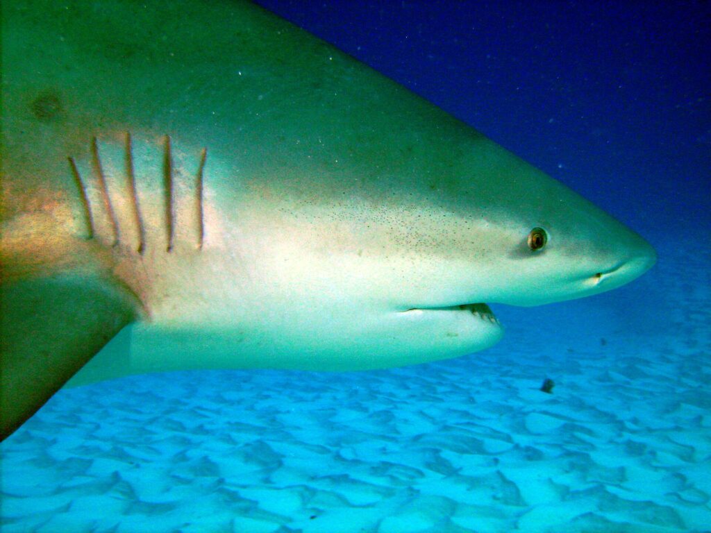 Nahaufnahme vom Kopf eines Bullenhais mit den fünf Kiemenspalten, dem kleinen Auge und dem halb geöffneten Maul, über welligem Sand