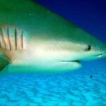 Nahaufnahme vom Kopf eines Bullenhais mit den fünf Kiemenspalten, dem kleinen Auge und dem halb geöffneten Maul, über welligem Sand