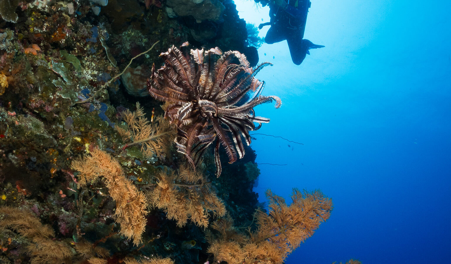 Eine senkrechte Wand voller Schwämme und Schwarzer Korallen mit goldenen Ästen, in der Mitte ein brauner Haarstern, dazu die Silhouette eines Unterwasserfotografen vor dem sonnenbeschienenen Blau.