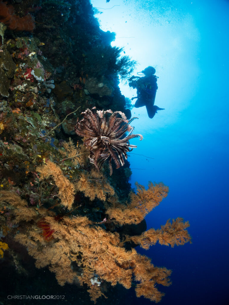 Eine senkrechte Wand voller Schwämme und Schwarzer Korallen mit goldenen Ästen, in der Mitte ein brauner Haarstern, dazu die Silhouette eines Unterwasserfotografen vor dem sonnenbeschienenen Blau.