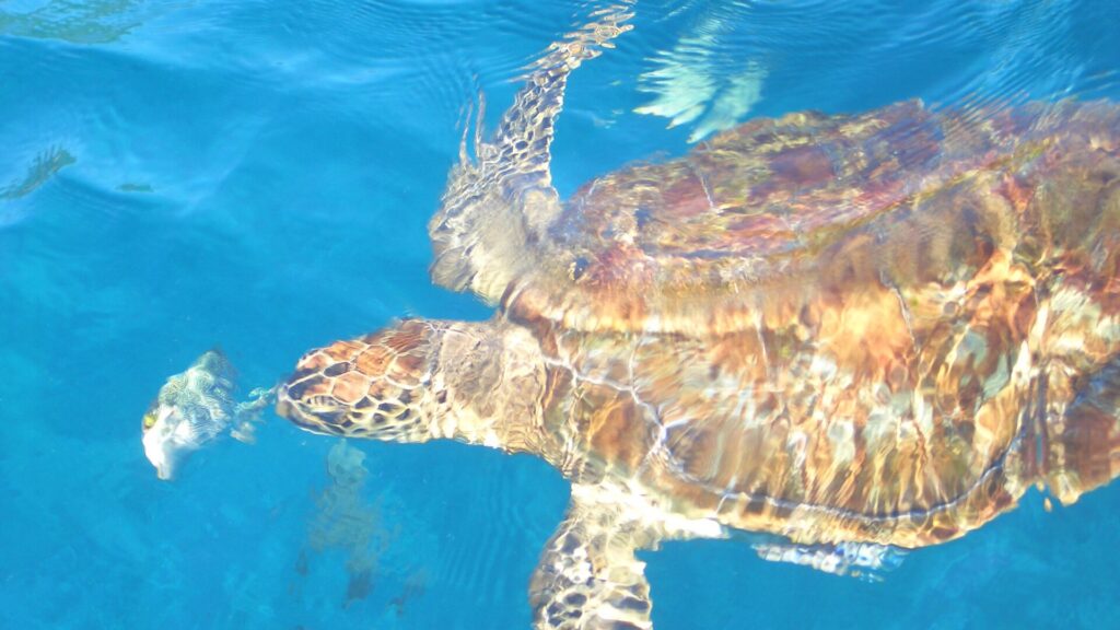 Eine Echte Karettschildkröte von oben, der Panzer braun und bernsteinfarben unter den Spiegelungen der Oberfläche, schwimmt im blauen Wasser der Similan