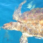 Eine Echte Karettschildkröte von oben, der Panzer braun und bernsteinfarben unter den Spiegelungen der Oberfläche, schwimmt im blauen Wasser der Similan