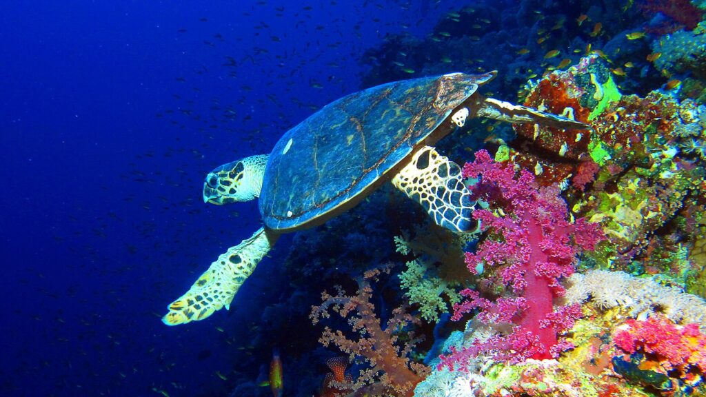 Eine Echte Karettschildkröte schwimmt an der Wand entlang, über rosa Weichkorallen, dahinter tiefes Blau