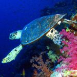 Eine Echte Karettschildkröte schwimmt an der Wand entlang, über rosa Weichkorallen, dahinter tiefes Blau