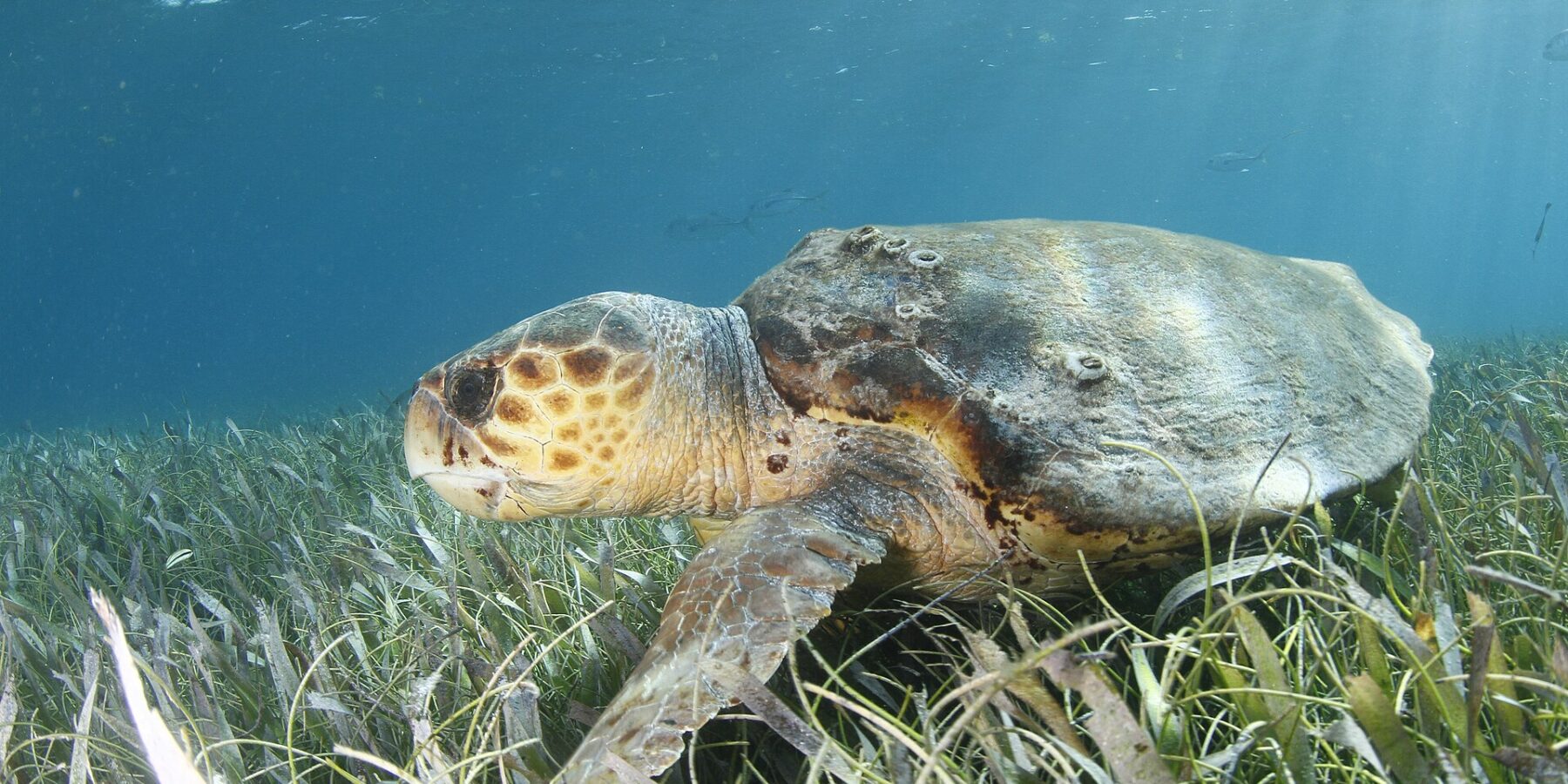 Eine Unechte Karettschildkröte im Profil über einer Seegraswiese, der Kopf links: ein riesiger Kopf mit braunen, gelb umrandeten Schuppen, ein dicker Schnabel, ein brauner, mit Seepocken besetzter Panzer und eine Vorderflosse, die im Seegras ruht