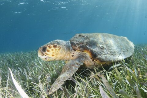 Eine Unechte Karettschildkröte im Profil über einer Seegraswiese, der Kopf links: ein riesiger Kopf mit braunen, gelb umrandeten Schuppen, ein dicker Schnabel, ein brauner, mit Seepocken besetzter Panzer und eine Vorderflosse, die im Seegras ruht