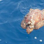 Eine junge Unechte Karettschildkröte von oben an der Oberfläche eines blauen Meeres, der Kopf zum unteren Bildrand: ein orangebrauner Panzer mit klar gezeichneten Schilden, vorn eine Traube Seepocken, die Flossen gespreizt