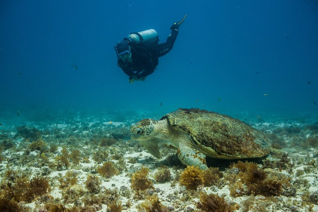 Eine große Unechte Karettschildkröte liegt auf einem Grund aus Sand und Braunalgen, der Panzer mit Algen bewachsen, beobachtet von einem Taucher, der über sie hinwegschwimmt
