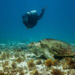 Eine große Unechte Karettschildkröte liegt auf einem Grund aus Sand und Braunalgen, der Panzer mit Algen bewachsen, beobachtet von einem Taucher, der über sie hinwegschwimmt