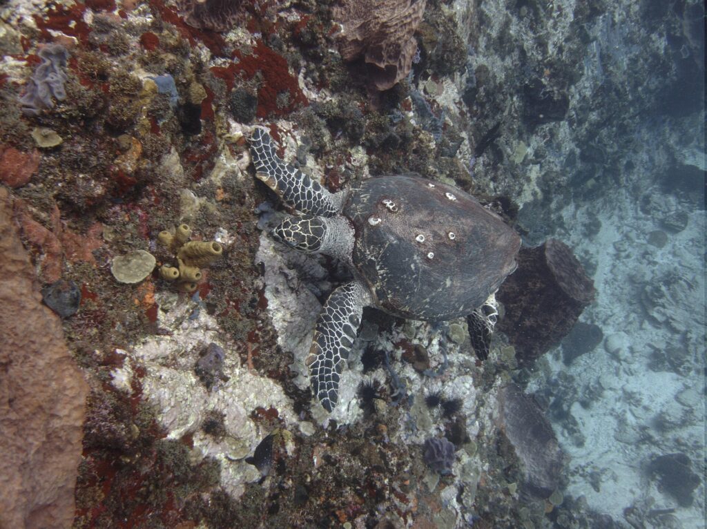 Eine Echte Karettschildkröte mit Seepocken auf dem Panzer, den Kopf an einer Wand voller roter, gelber und violetter Schwämme und schwarzer Seeigel