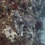 Eine Echte Karettschildkröte mit Seepocken auf dem Panzer, den Kopf an einer Wand voller roter, gelber und violetter Schwämme und schwarzer Seeigel
