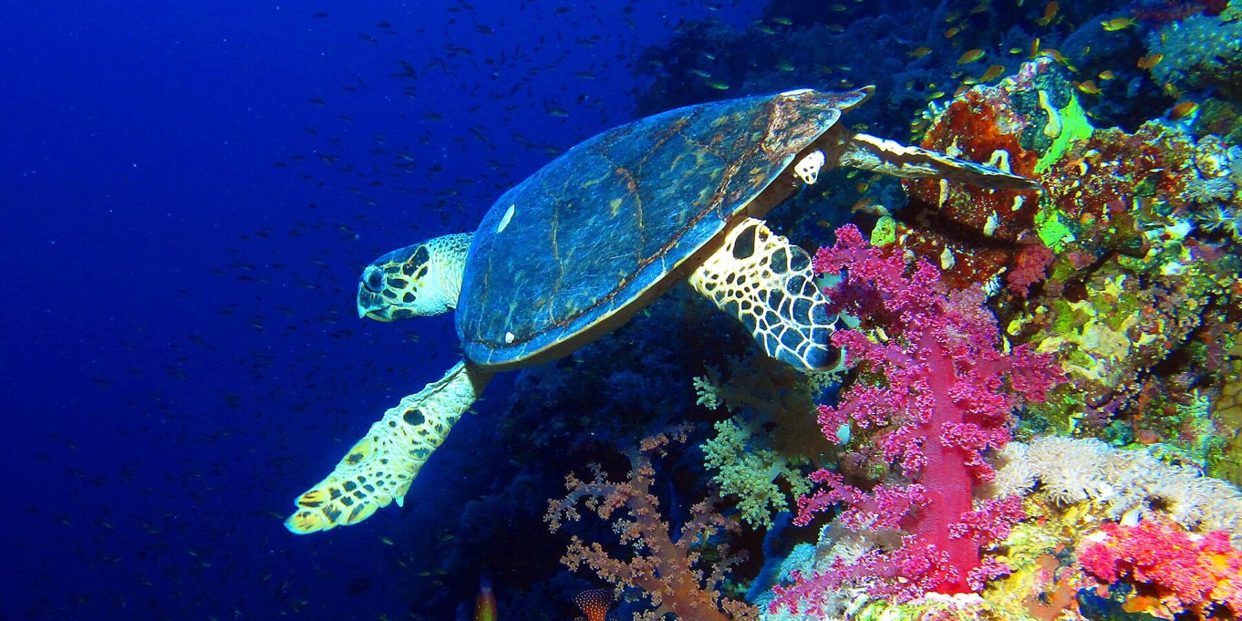 Eine Echte Karettschildkröte schwimmt an einer Steilwand über rosa Weichkorallen entlang, hinter ihr das tiefe Blau