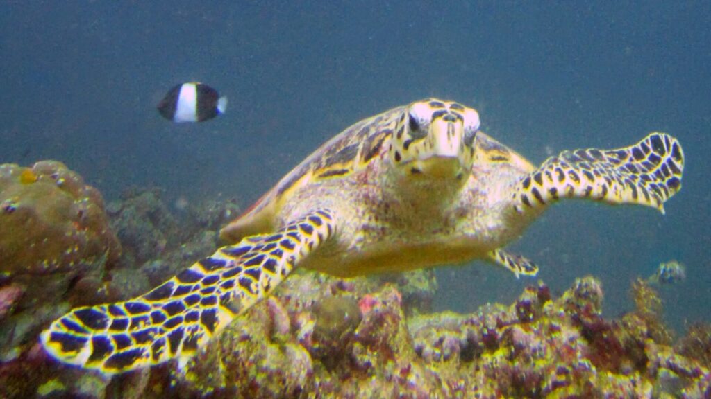 Eine Echte Karettschildkröte schwimmt auf die Kamera zu, mit Hakenschnabel und geschuppten Flossen, dahinter ein schwarz-weißer Riffbarsch