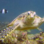 Eine Echte Karettschildkröte schwimmt auf die Kamera zu, mit Hakenschnabel und geschuppten Flossen, dahinter ein schwarz-weißer Riffbarsch