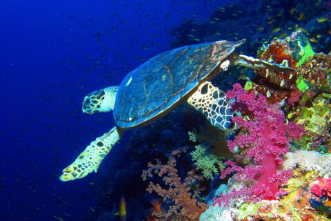 Eine Echte Karettschildkröte schwimmt an einer Steilwand über rosa Weichkorallen entlang, hinter ihr das tiefe Blau