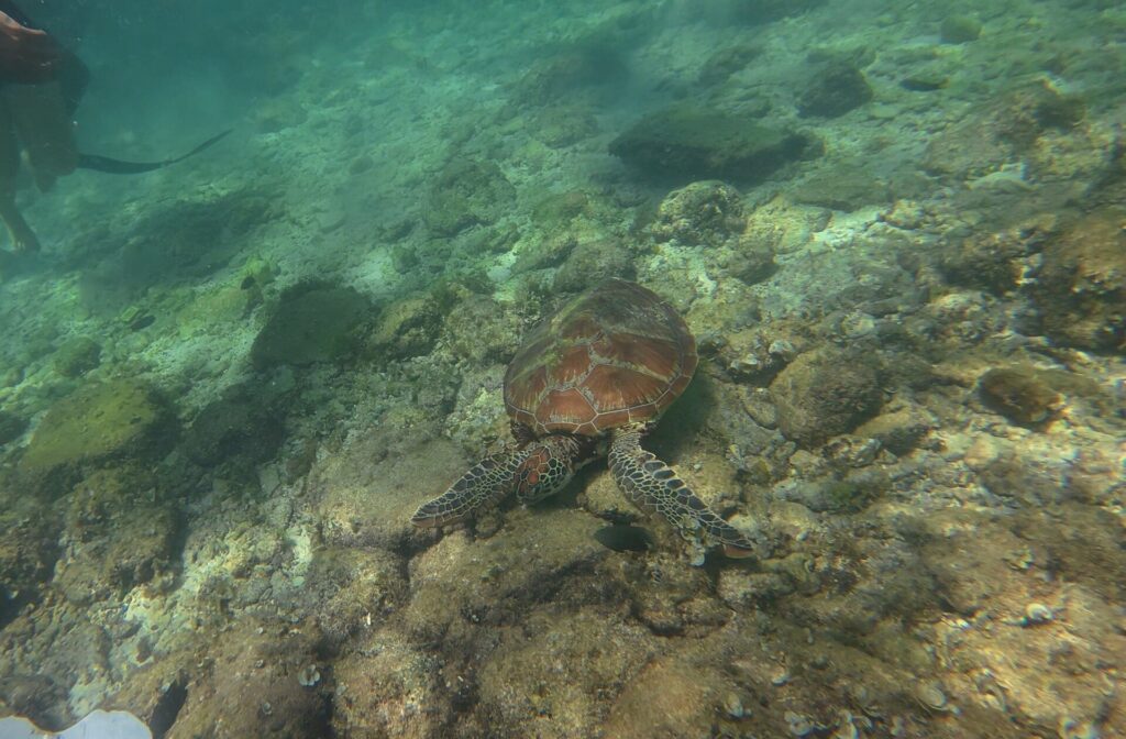 Von oben eine Meeresschildkröte mit braunem Panzer dicht über einem felsigen, algenbedeckten Grund in hellgrünem Wasser, oben links die Beine und eine Flosse eines Schwimmers.