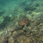 Von oben eine Meeresschildkröte mit braunem Panzer dicht über einem felsigen, algenbedeckten Grund in hellgrünem Wasser, oben links die Beine und eine Flosse eines Schwimmers.