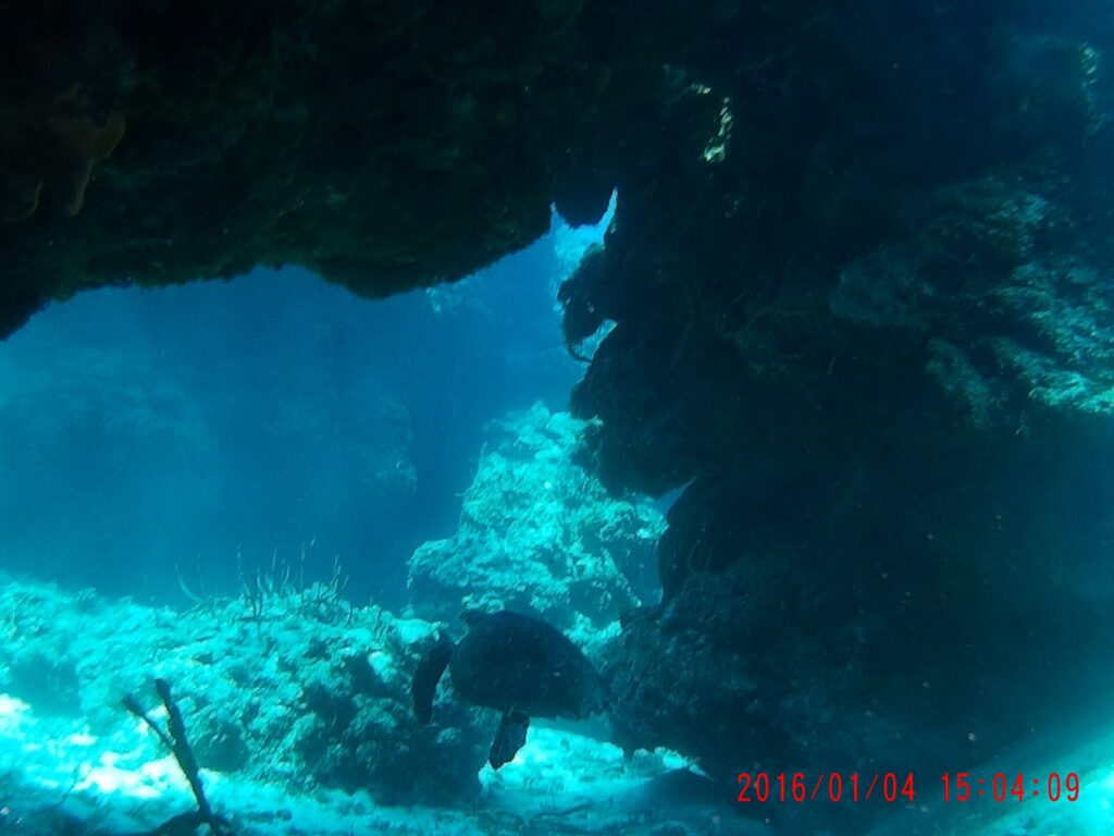 Eine Schildkröte liegt auf dem Sand unter einem Korallenüberhang am Palancar Reef, im Vordergrund Gorgonien, dahinter das Blau