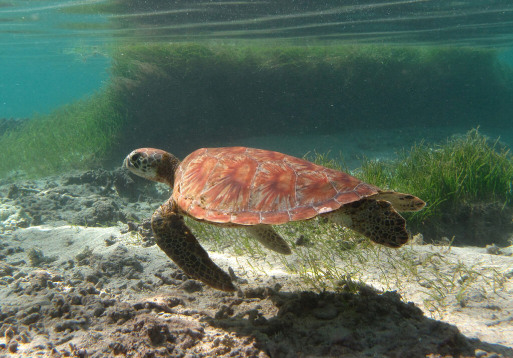 Eine junge Grüne Meeresschildkröte mit orangefarbenem, fächerförmig gestreiftem Panzer schwimmt dicht über dem Sand vor einer Seegraswiese, knapp unter der Oberfläche