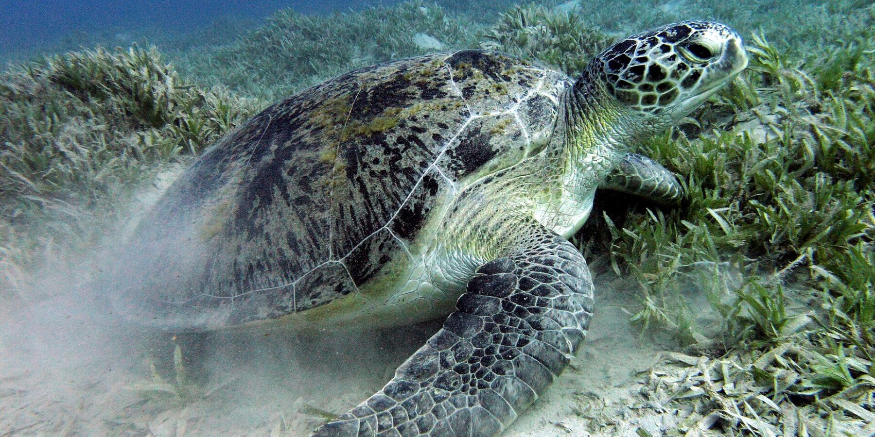 Eine Grüne Meeresschildkröte weidet Seegras auf sandigem Grund bei Marsa Alam im Roten Meer