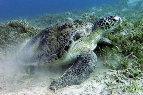 Eine Grüne Meeresschildkröte weidet Seegras auf sandigem Grund bei Marsa Alam im Roten Meer