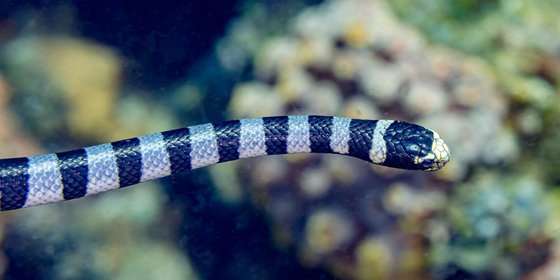 Eine Gelblippen-Seeschlange im Profil schwimmt waagerecht vor einem unscharfen Riff, der Kopf schwarz mit blassgelber Schnauze und Lippe, der Körper mit schwarzen und graublauen Ringen