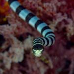 Eine Gelblippen-Seeschlange kommt von vorn auf die Kamera zu, die Kopfoberseite schwarz, Schnauze und Lippen blassgelb zwischen den Augen, dahinter der schwarz und graublau gestreifte Körper, vor unscharfen roten Weichkorallen