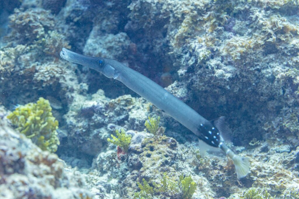 Ein graublauer Trompetenfisch mit langem Röhrenmaul gleitet schräg über ein felsiges Riff mit grünen Algen, der hintere Körper schwarz mit weißen Punkten