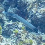 Ein graublauer Trompetenfisch mit langem Röhrenmaul gleitet schräg über ein felsiges Riff mit grünen Algen, der hintere Körper schwarz mit weißen Punkten